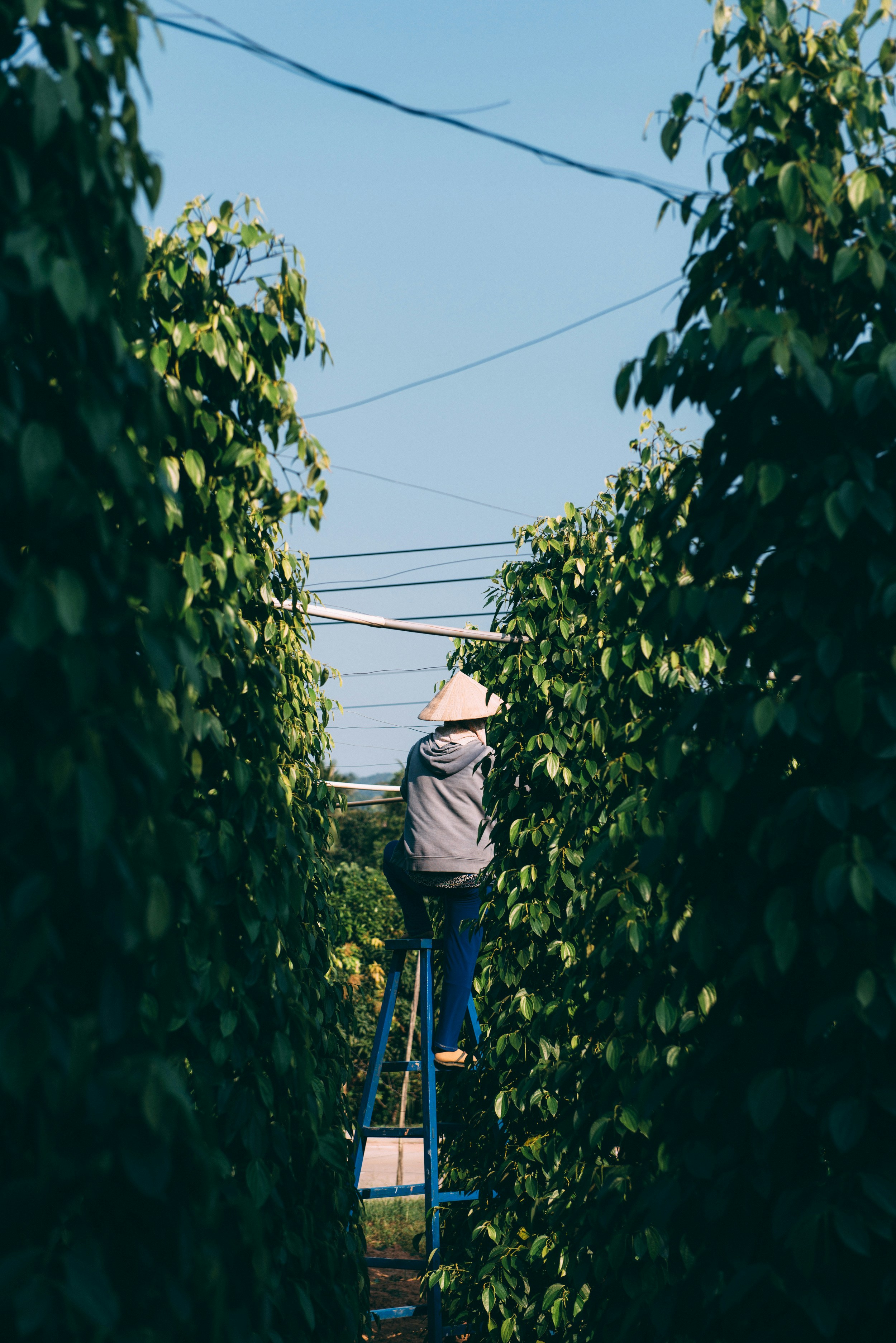 Photo by francescogiorgio