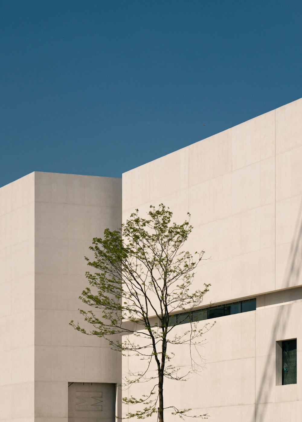 a tall tree sitting in front of a building