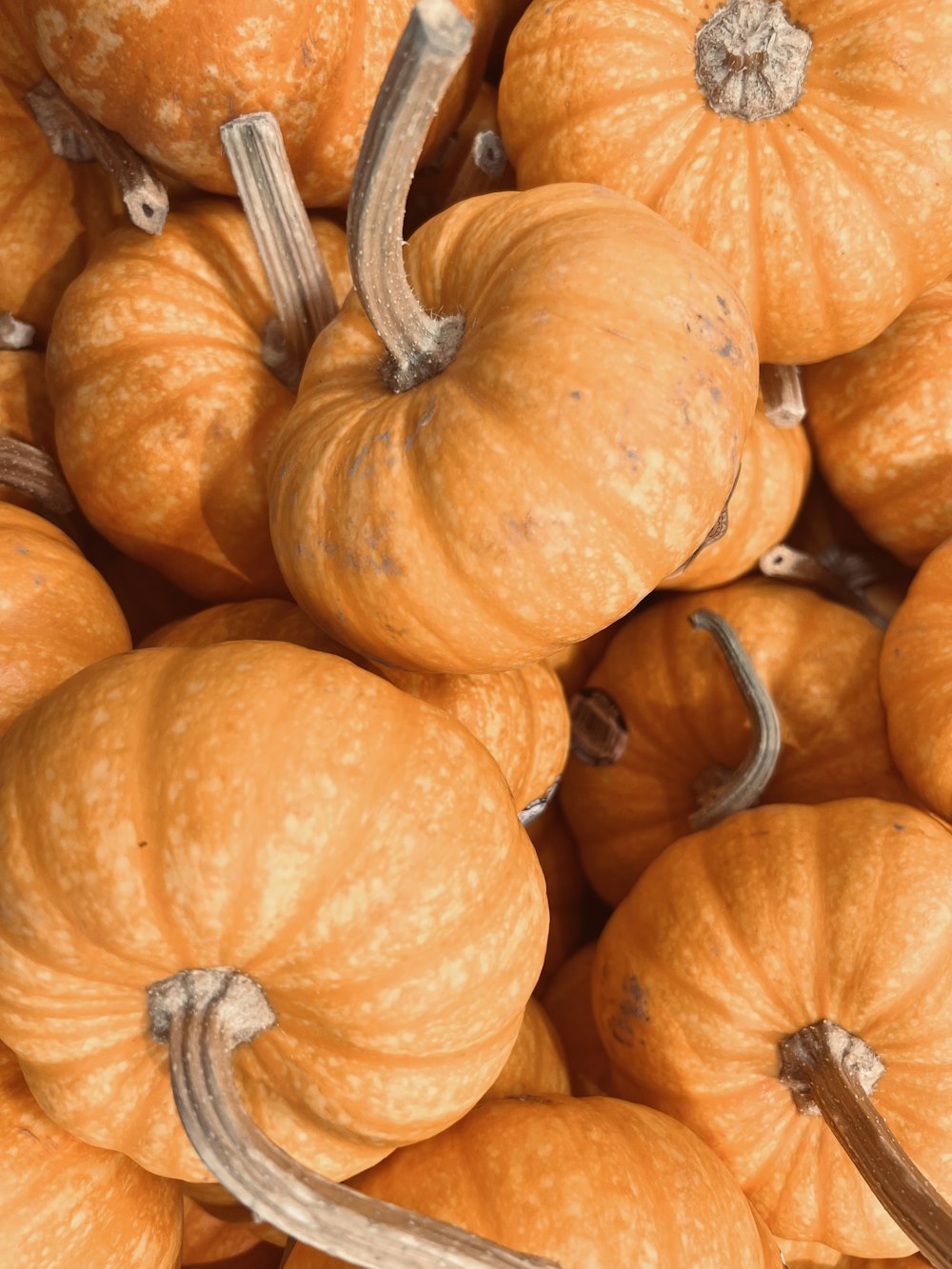 a pile of orange pumpkins sitting next to each other