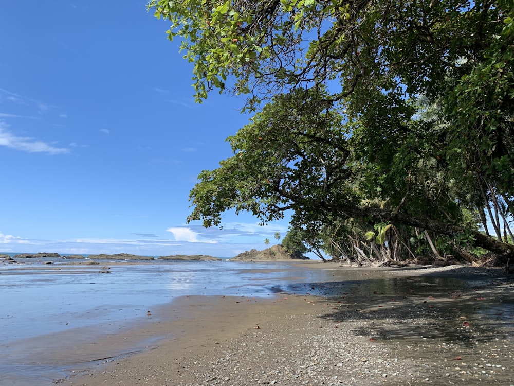 a sandy beach with trees and water on a sunny day