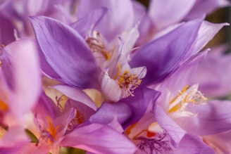 Close-up of bright flower petals used in the preparation of organic hair dyes.