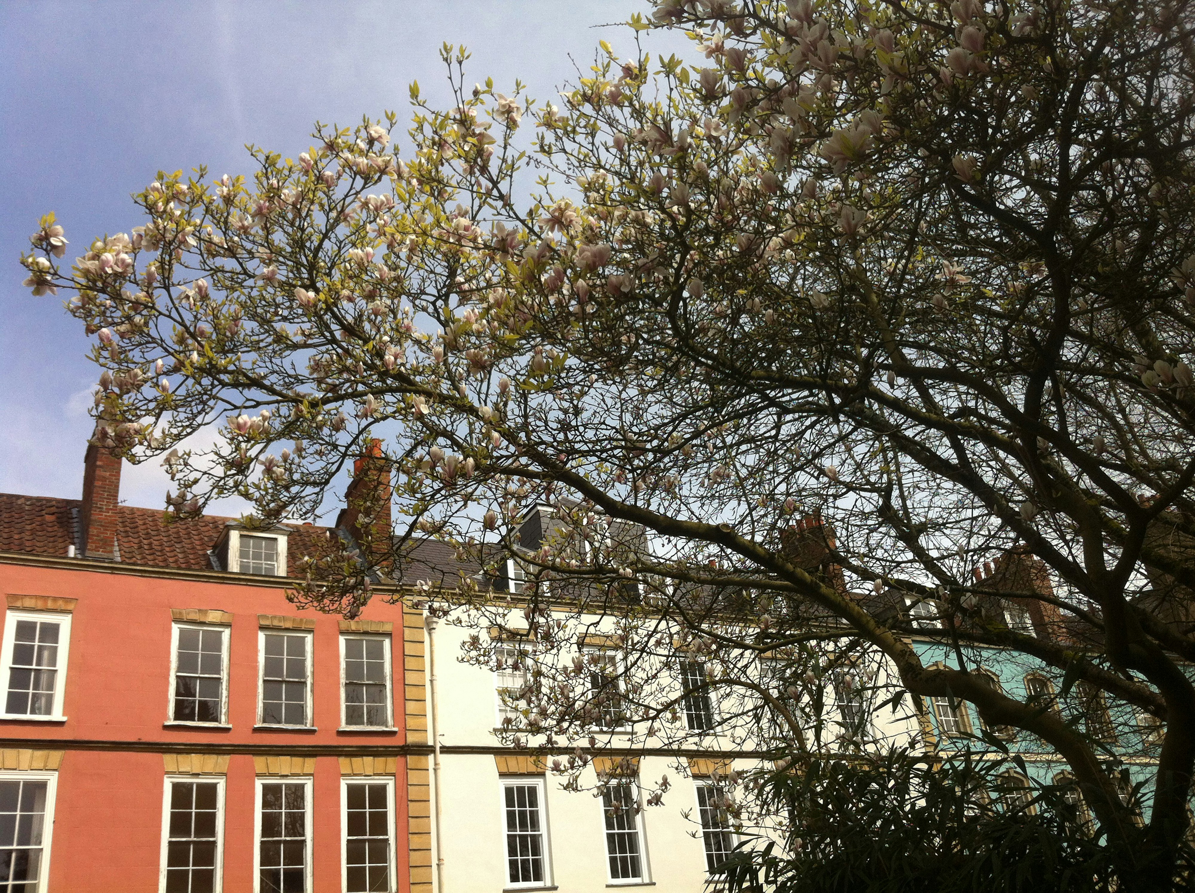 a tree in front of a row of buildings