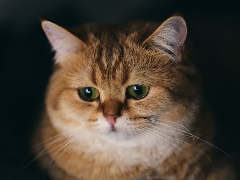a close up of a cat with green eyes