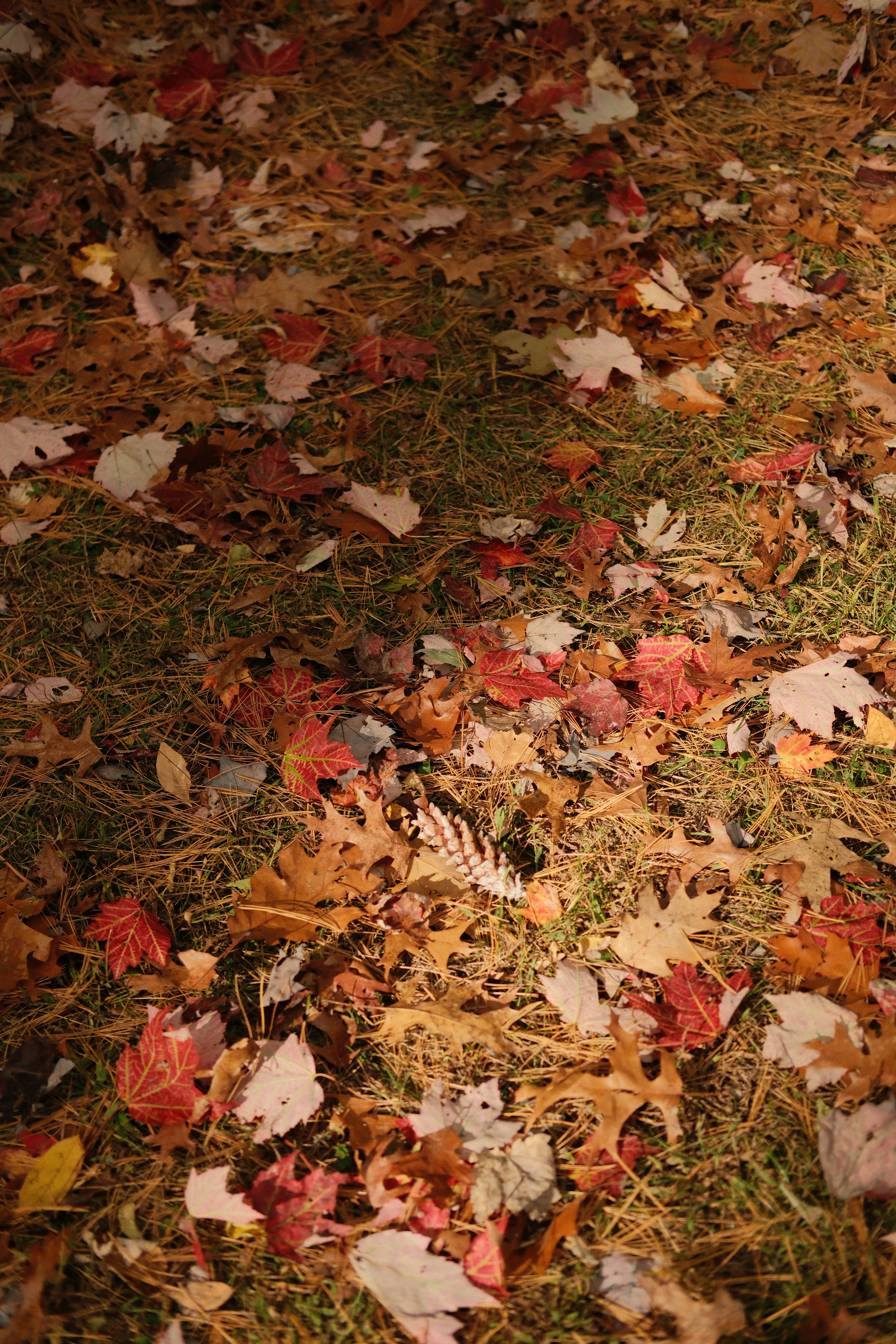 Ein roter Hydrant sitzt auf einem Laubhaufen