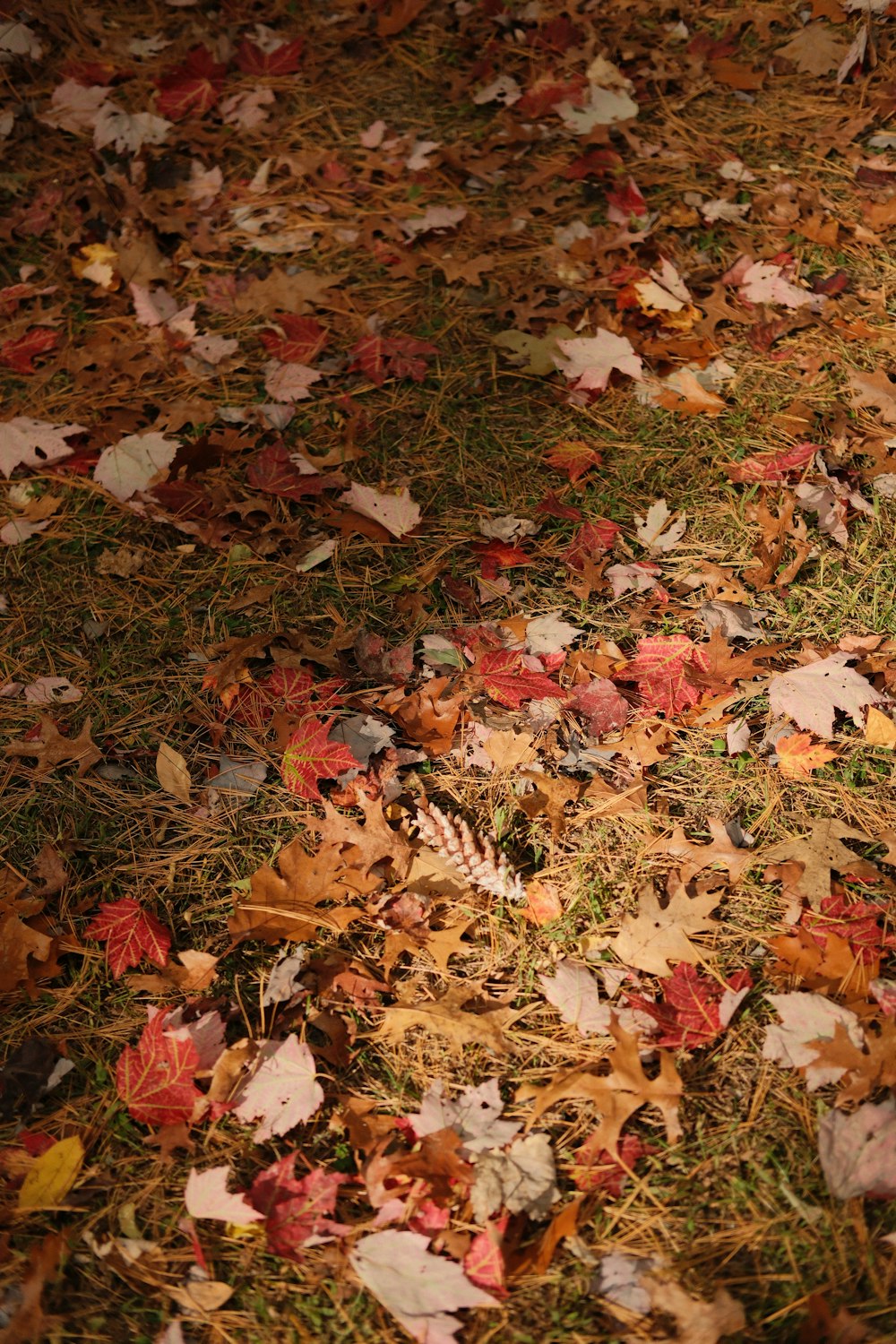 a red fire hydrant sitting on top of a pile of leaves