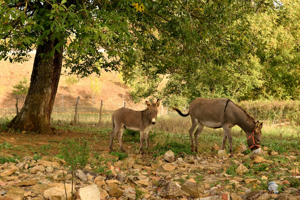 a couple of donkey standing next to a tree
