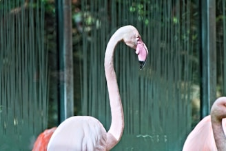 An engaging visual of a completed website for The Pink Flamingo Club Inc.