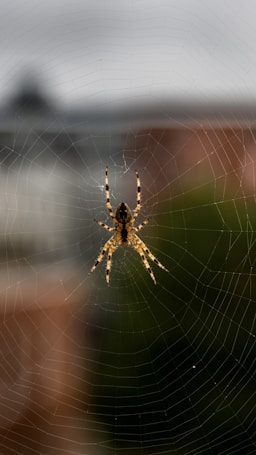 A spider is centrally positioned on its intricate web against a blurred background of buildings and greenery. The spider is detailed and prominently displayed, showcasing its patterned abdomen and legs.