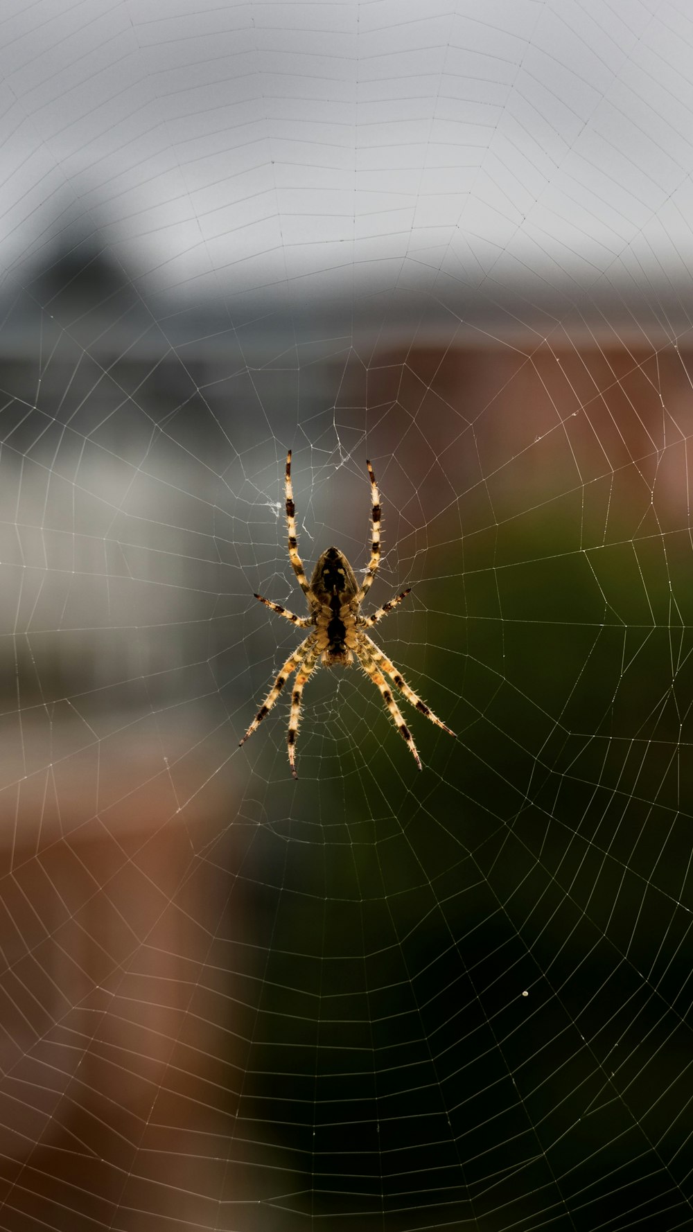 a close up of a spider on a web