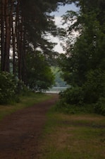 A peaceful walking trail through dense trees leading to the water's edge.