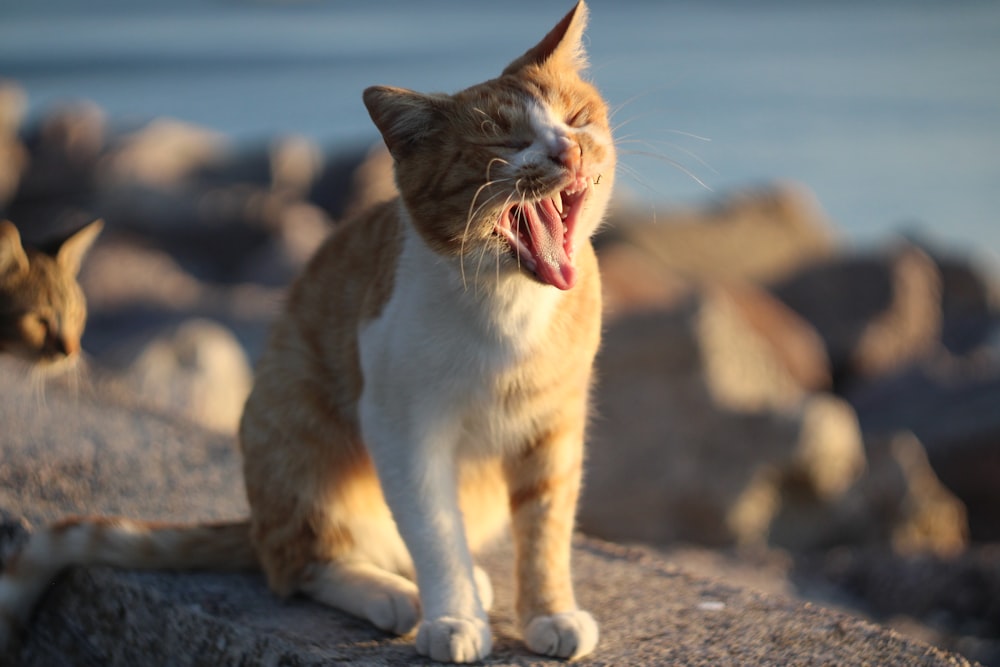 an orange and white cat yawning on a rock