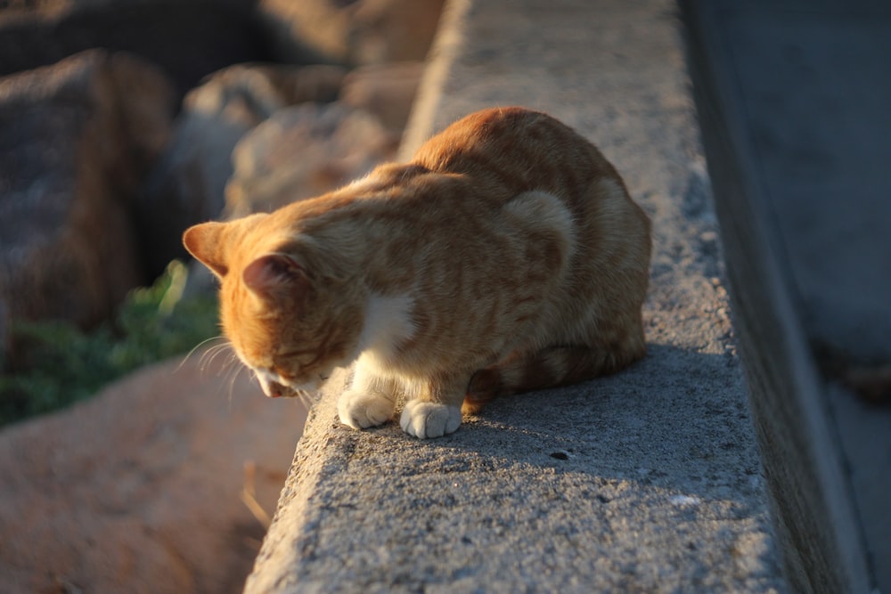 an orange and white cat sitting on a ledge