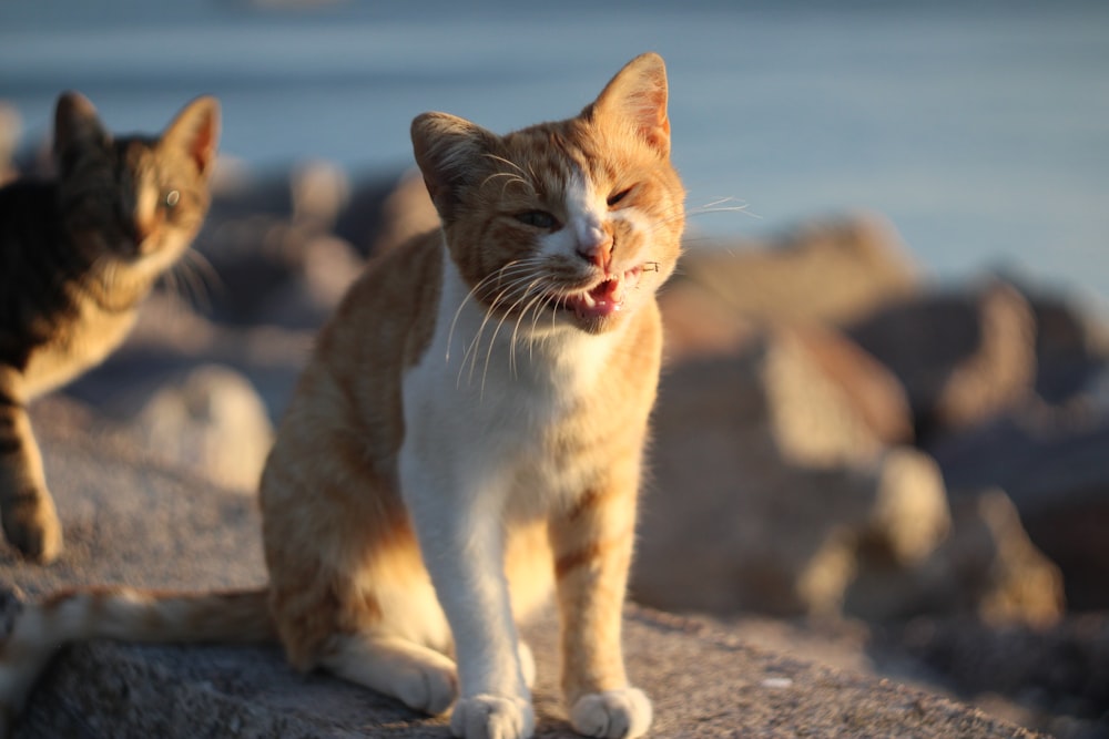 a couple of cats standing on top of a rock