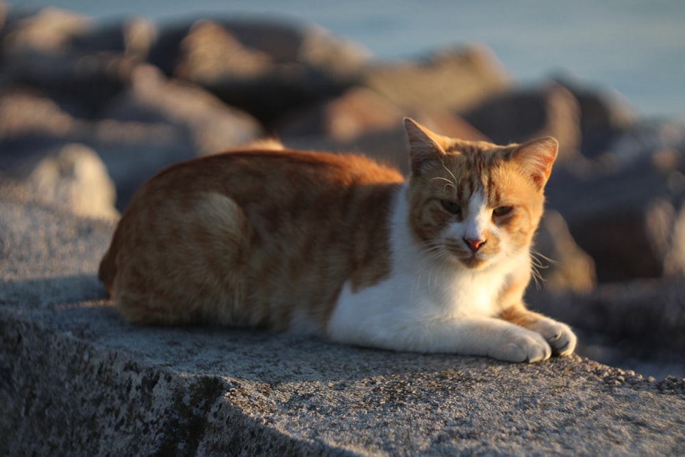 an orange and white cat sitting on top of a rock