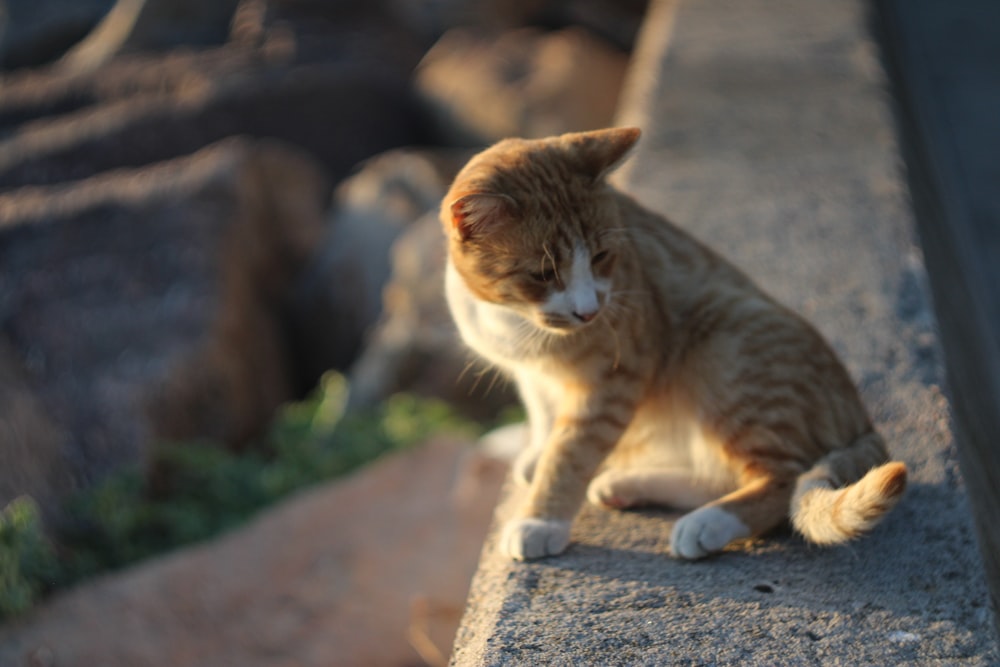 an orange and white cat sitting on a ledge