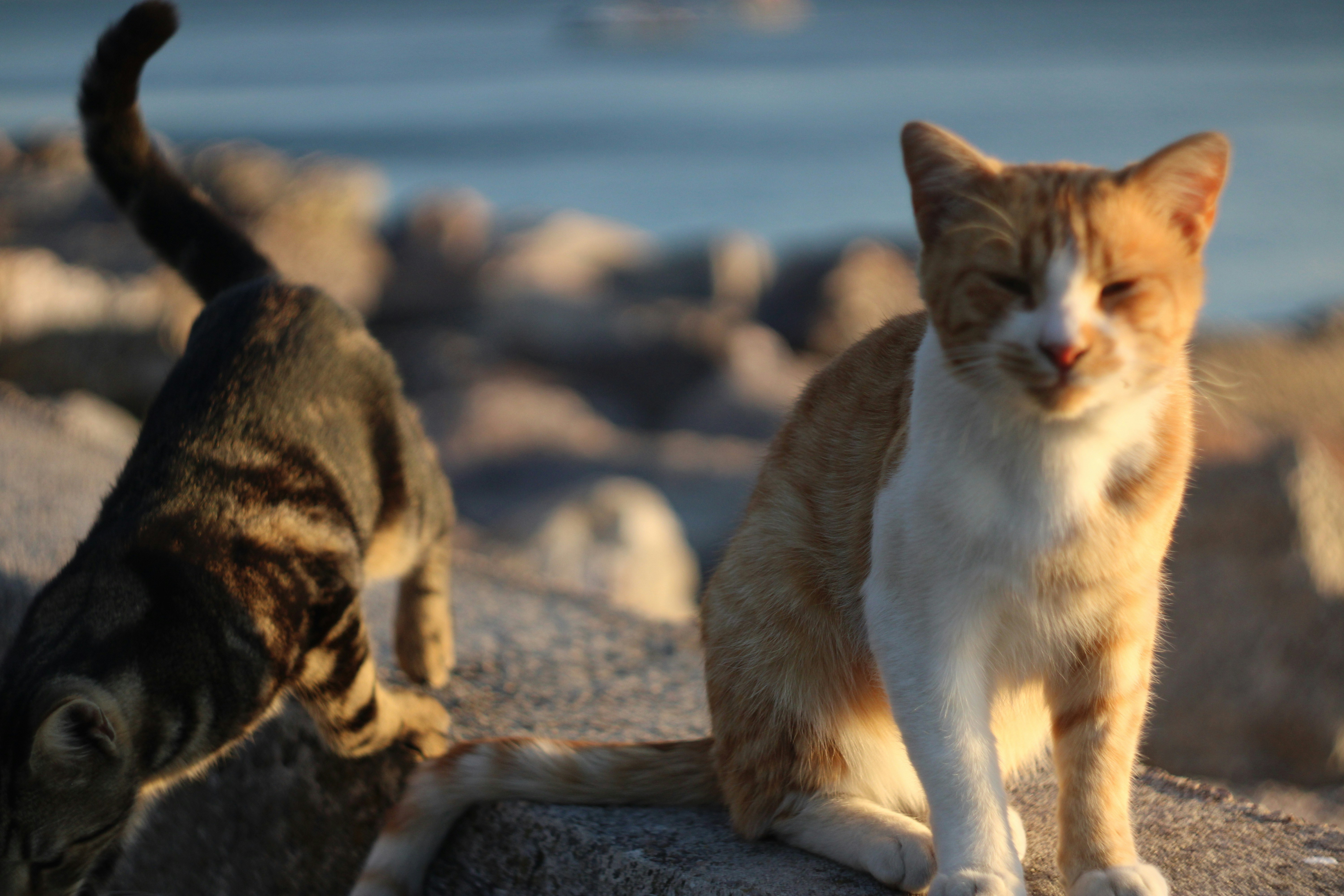 Photo by kaanmelhemci