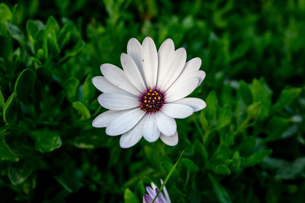 a single white flower with a red center