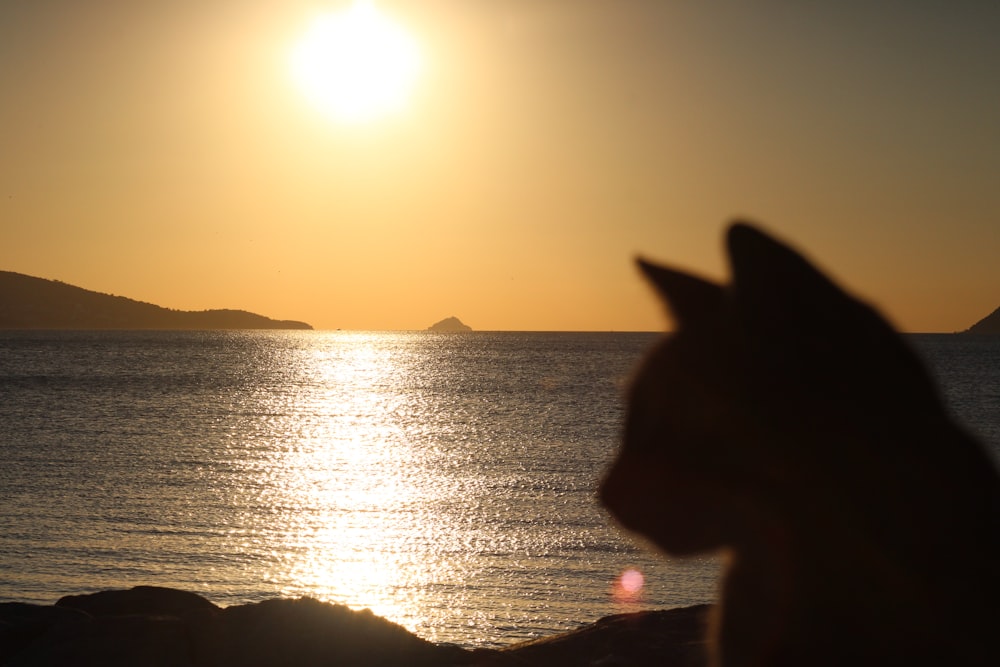 a cat looking out at the ocean at sunset