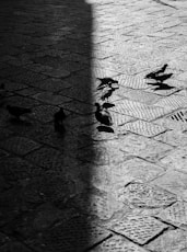 a black and white photo of birds on a cobblestone street