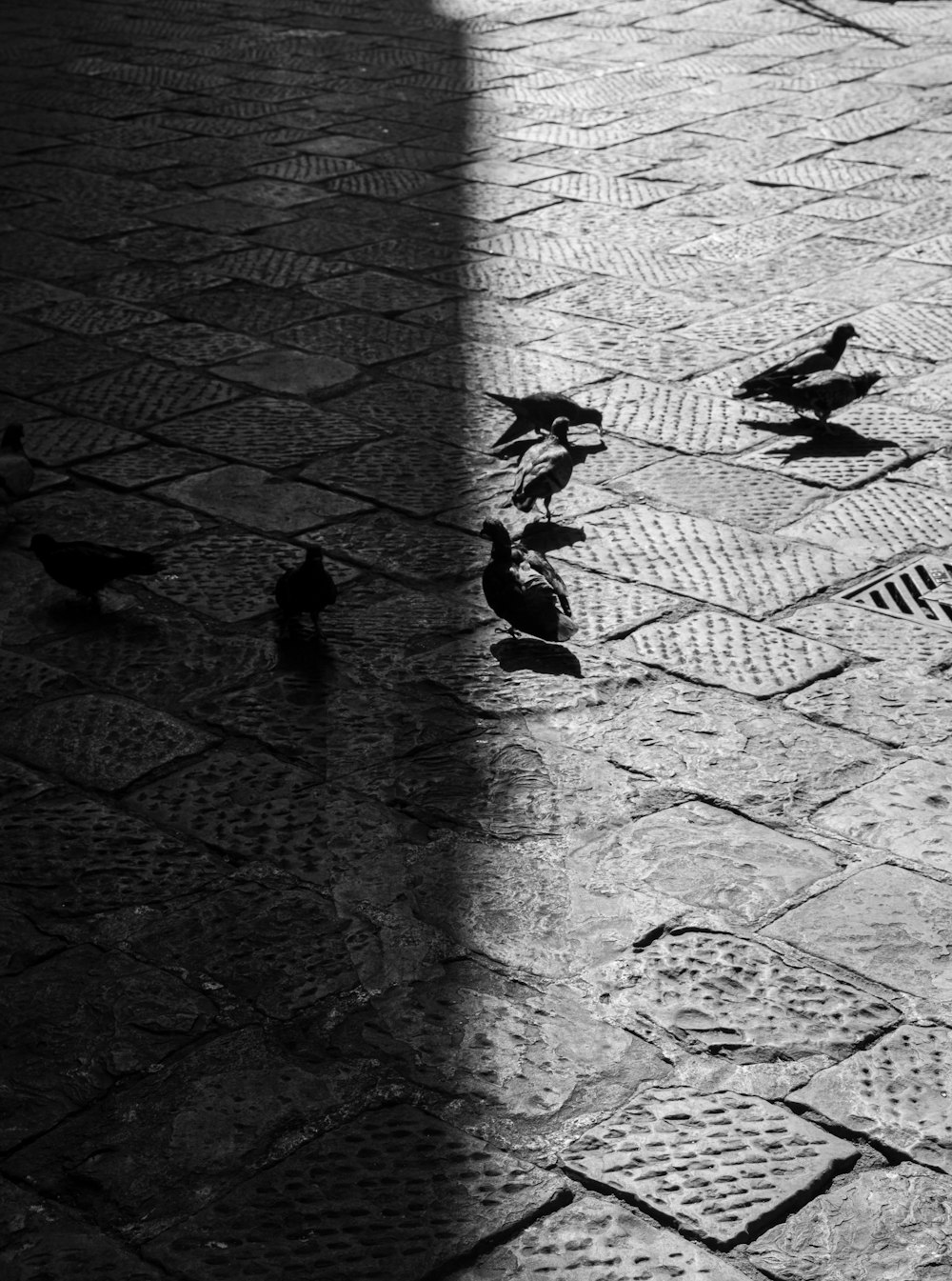 uma foto em preto e branco de pássaros em uma rua de paralelepípedos