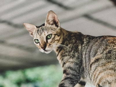 A close-up of a curious tabby cat gazing softly into the distance.
