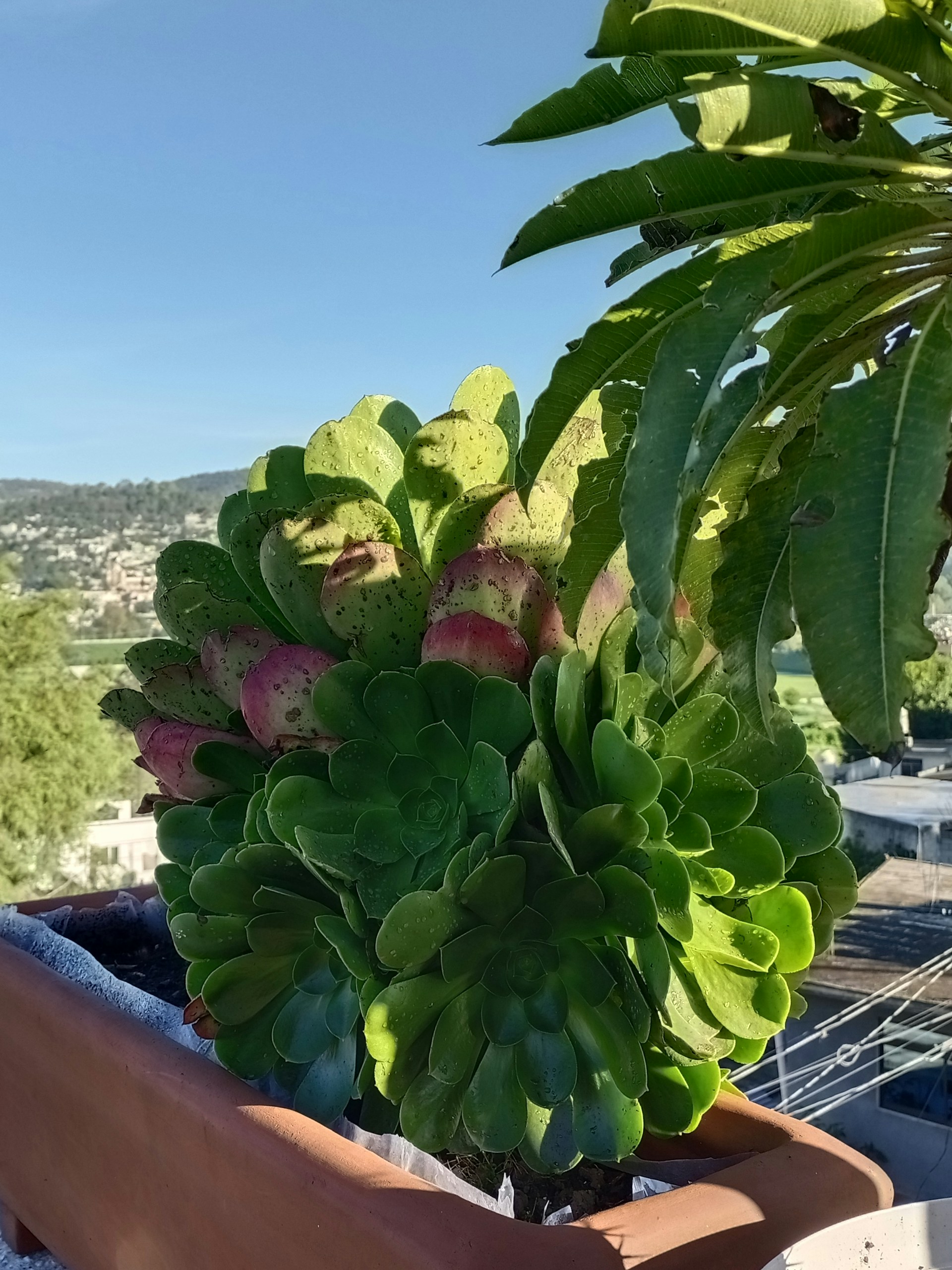 gray computer monitor