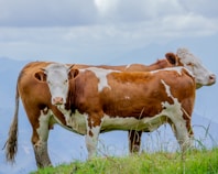 two brown and white cows standing on top of a grass covered hill