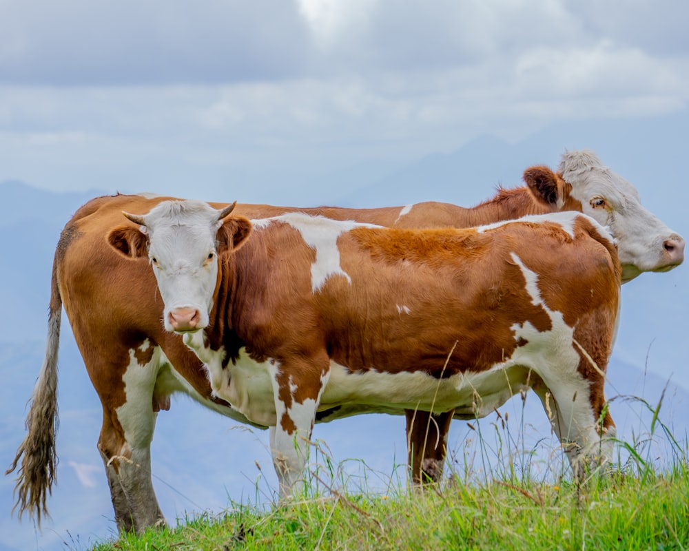 two brown and white cows standing on top of a grass covered hill