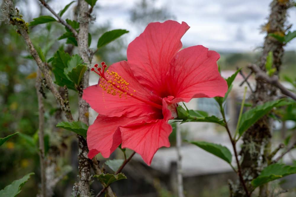 a pink flower with green leaves on a tree