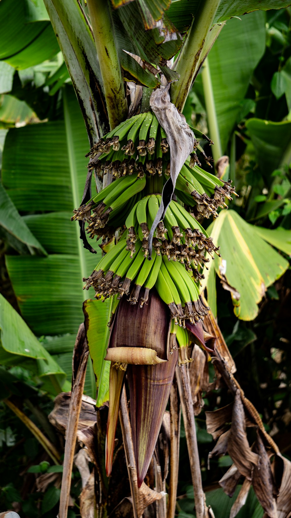 ein Bündel grüner Bananen, die an einem Baum hängen
