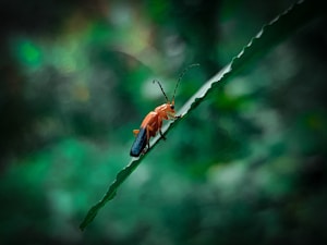 Orange Springtails