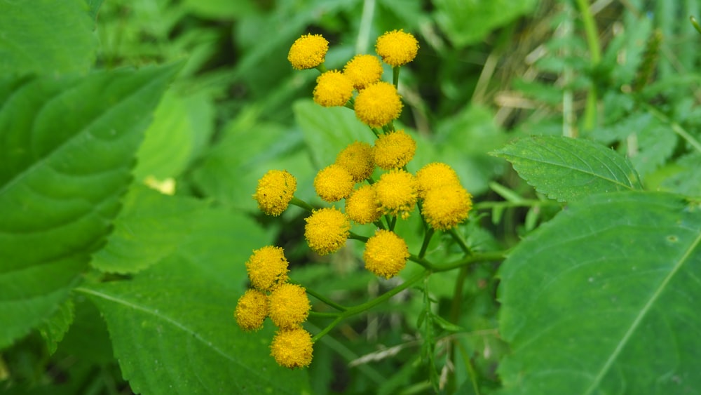 a close up of a yellow flower on a plant