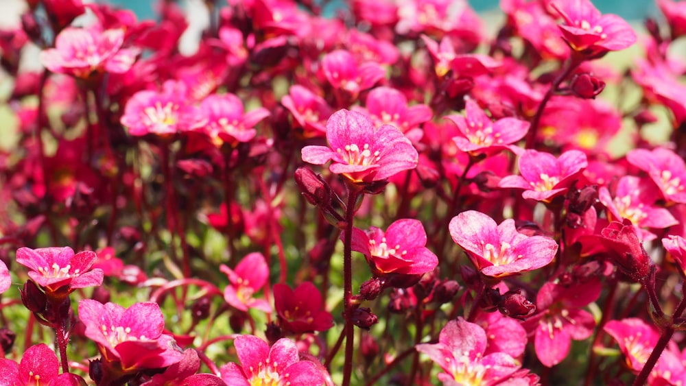 a bunch of pink flowers that are in the grass