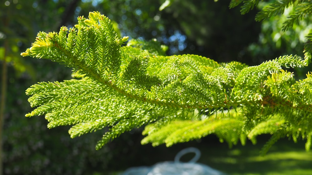 a close up of a green leafy tree