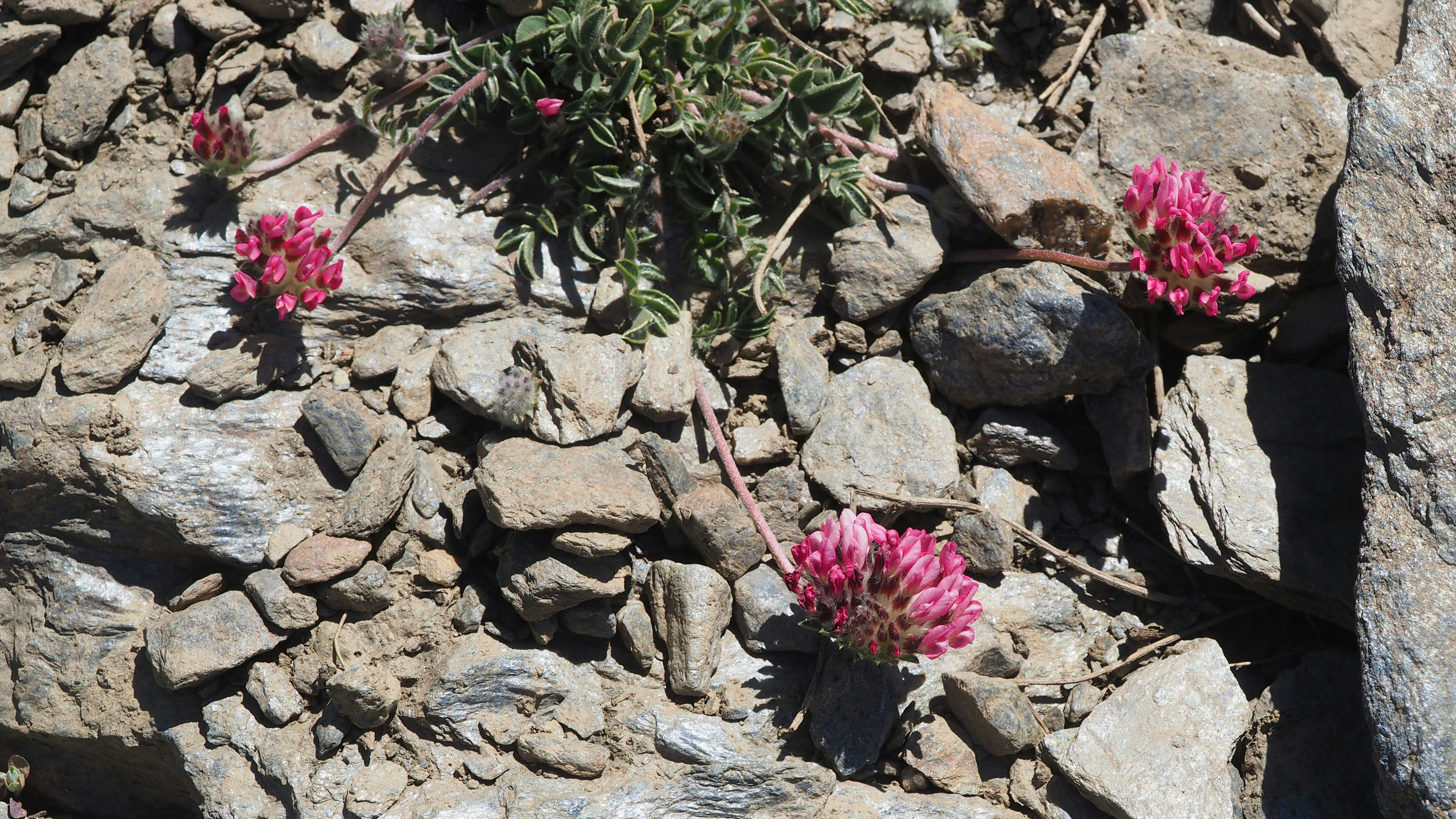 quelques fleurs roses poussant sur des rochers