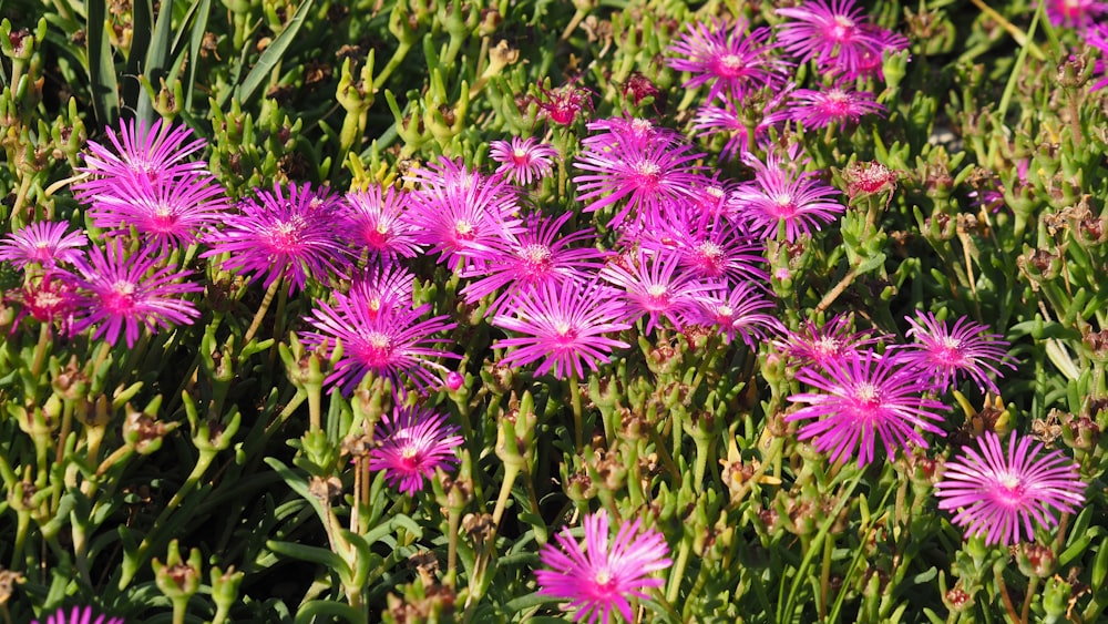 a bunch of purple flowers growing in a field