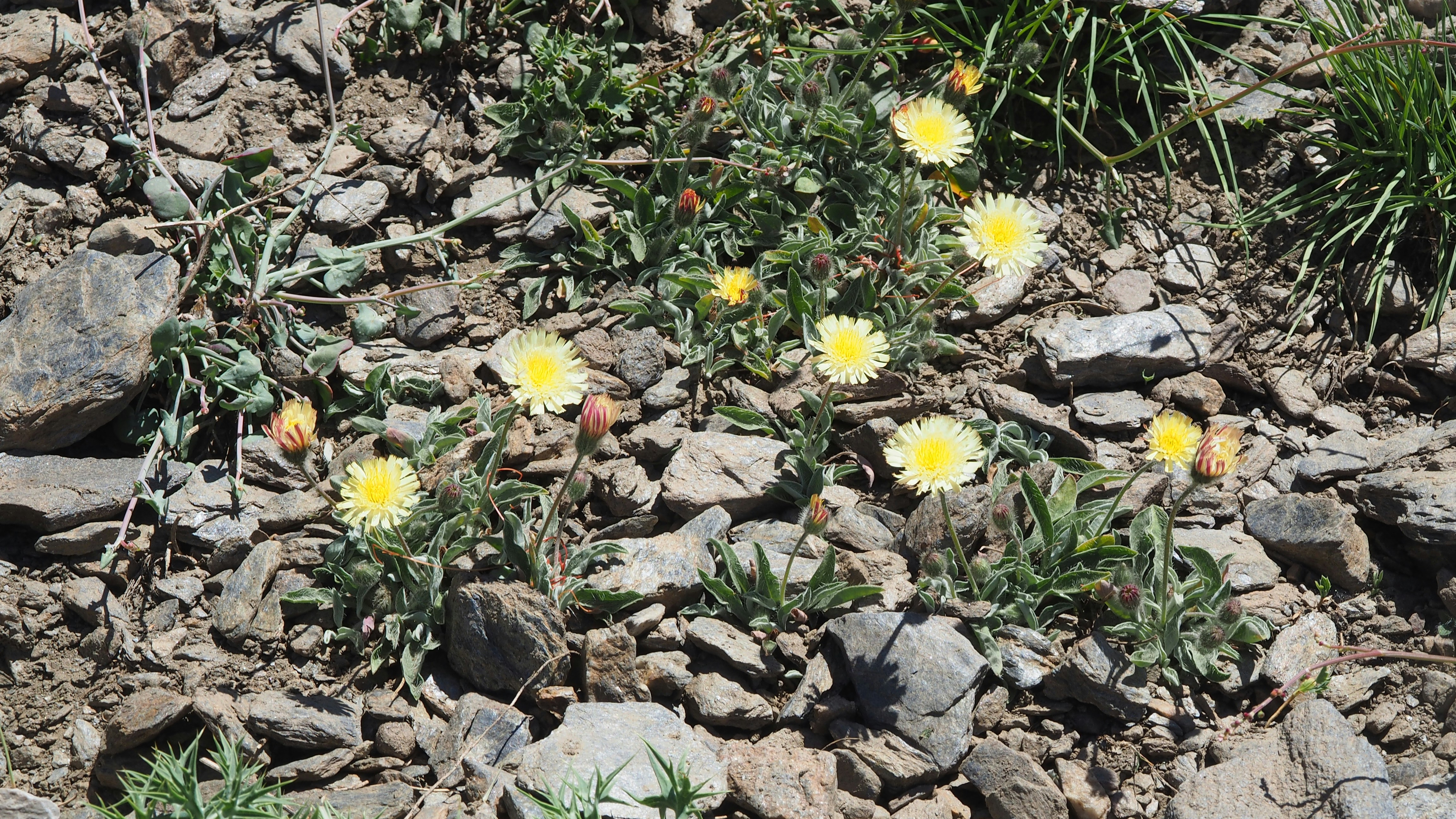 un bouquet de fleurs qui sont sur des rochers