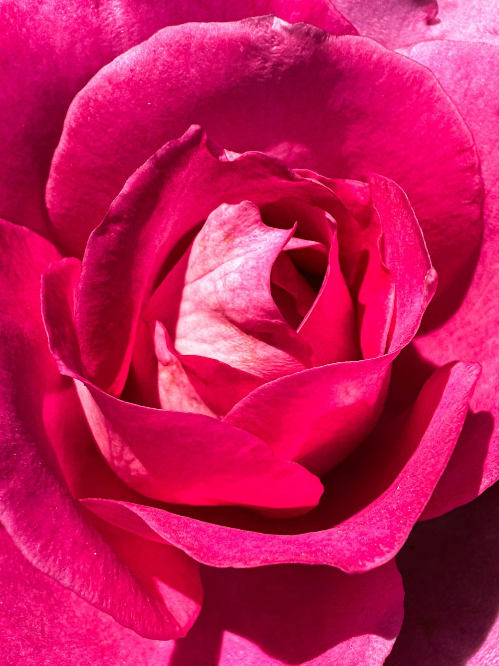 a close up of a pink rose flower