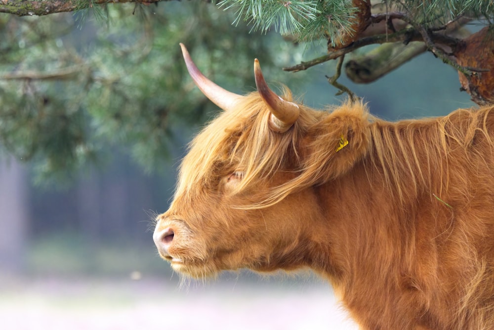 a brown cow with long horns standing next to a tree