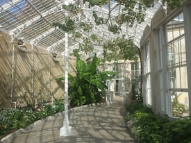 A bright and airy conservatory or greenhouse filled with greenery and various plants. The structure has a glass roof with white metal framework, allowing ample natural sunlight to stream in. There is a winding pathway surrounded by lush plants, including some large tropical leaves and smaller flowering plants. A white pole stands in the middle of the pathway, and the shadows of the framework create patterns on the ground.