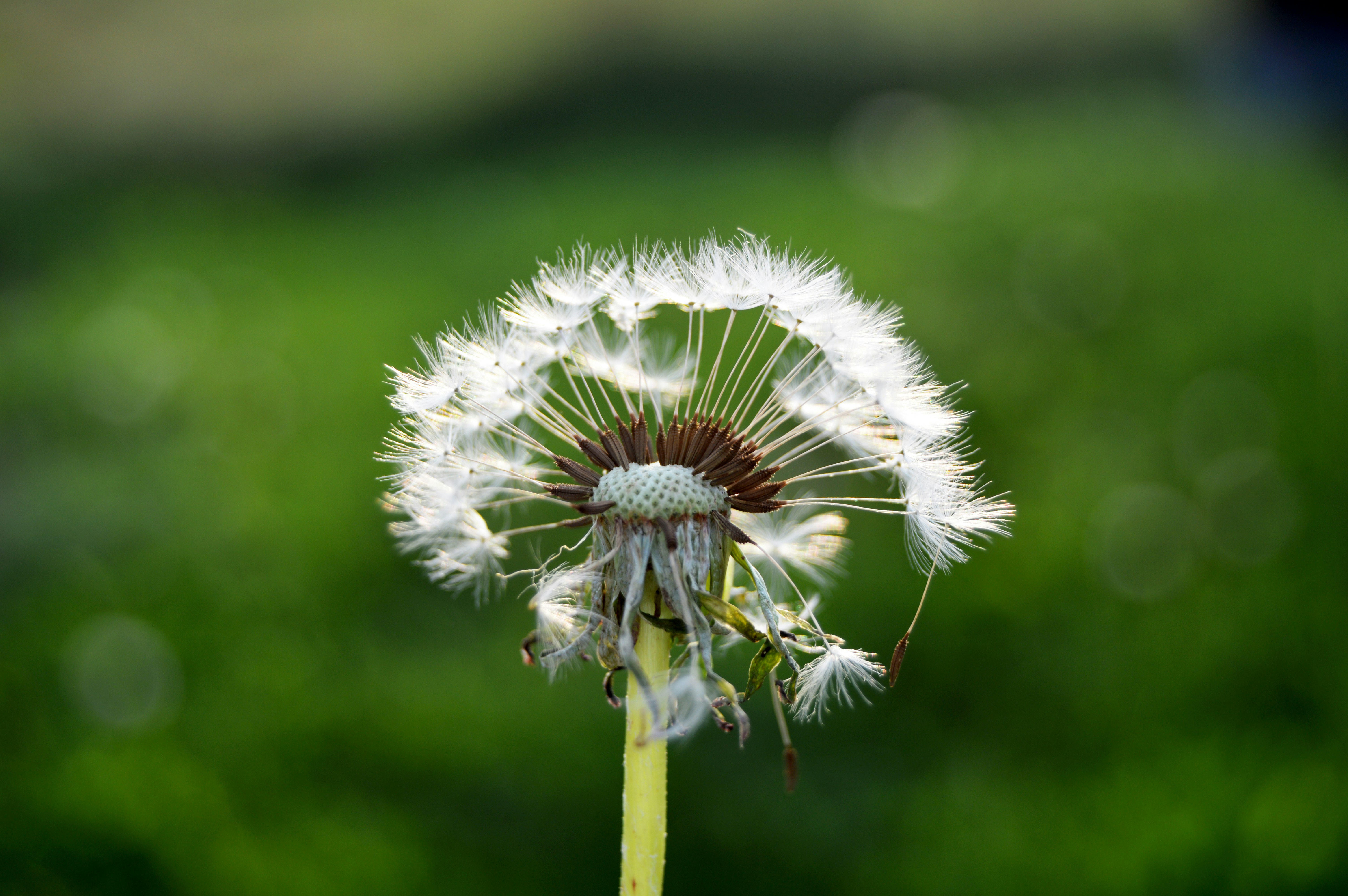 Photo by frosted_vulpes_ferrilata