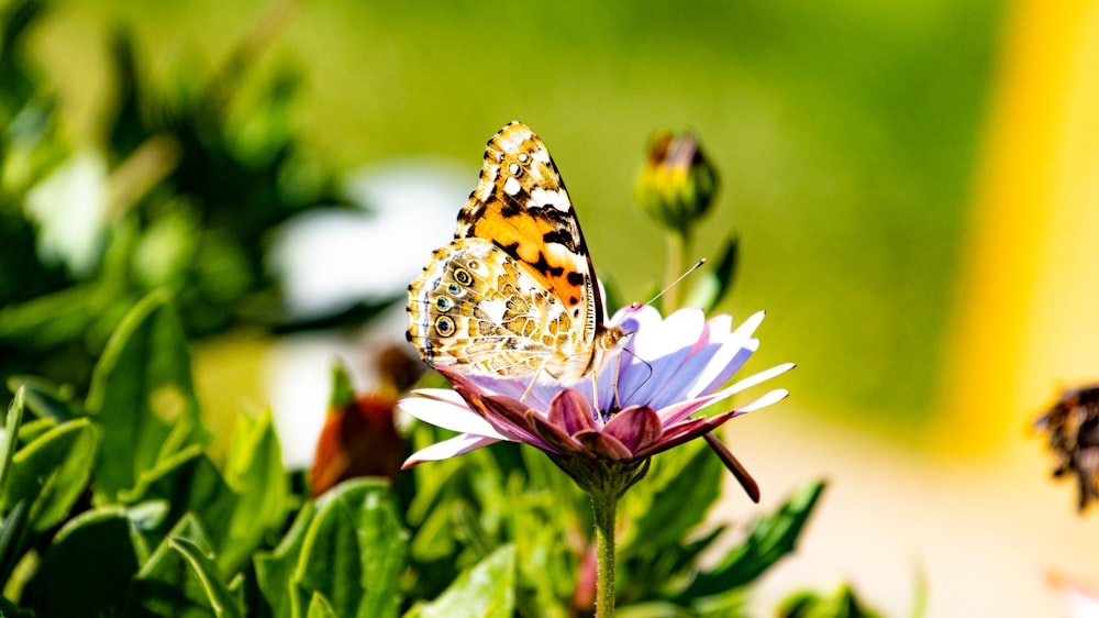 a butterfly sitting on top of a purple flower