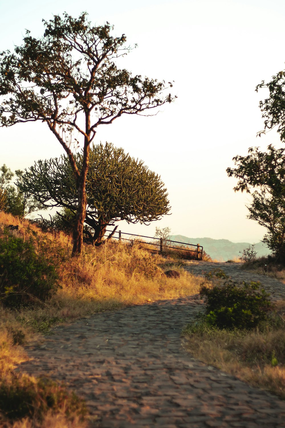 a dirt path leading to a tree on a hill