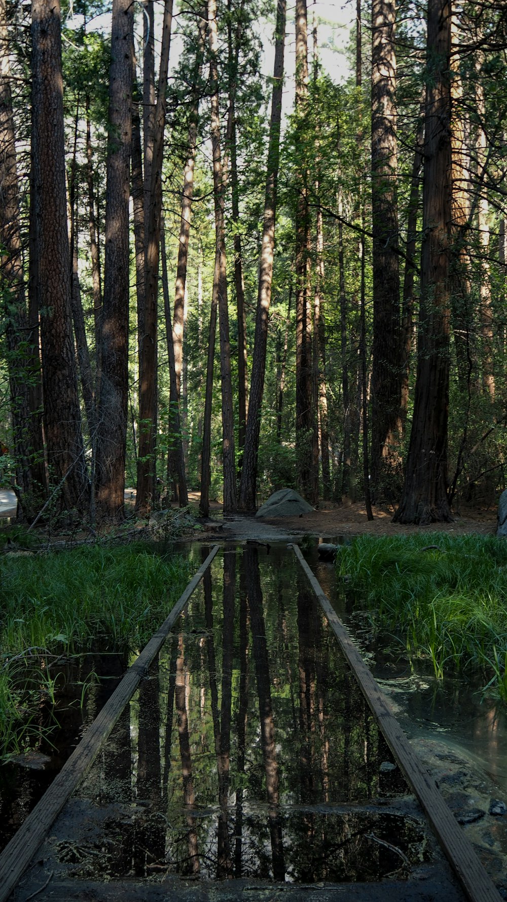 a reflection of trees in a body of water