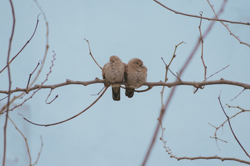 two birds sitting on a branch of a tree