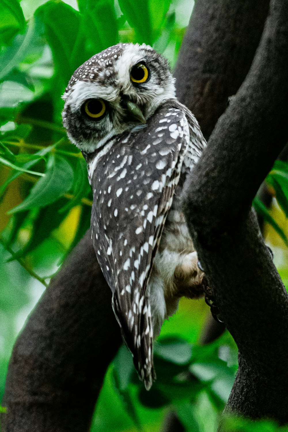 a small owl perched on a tree branch