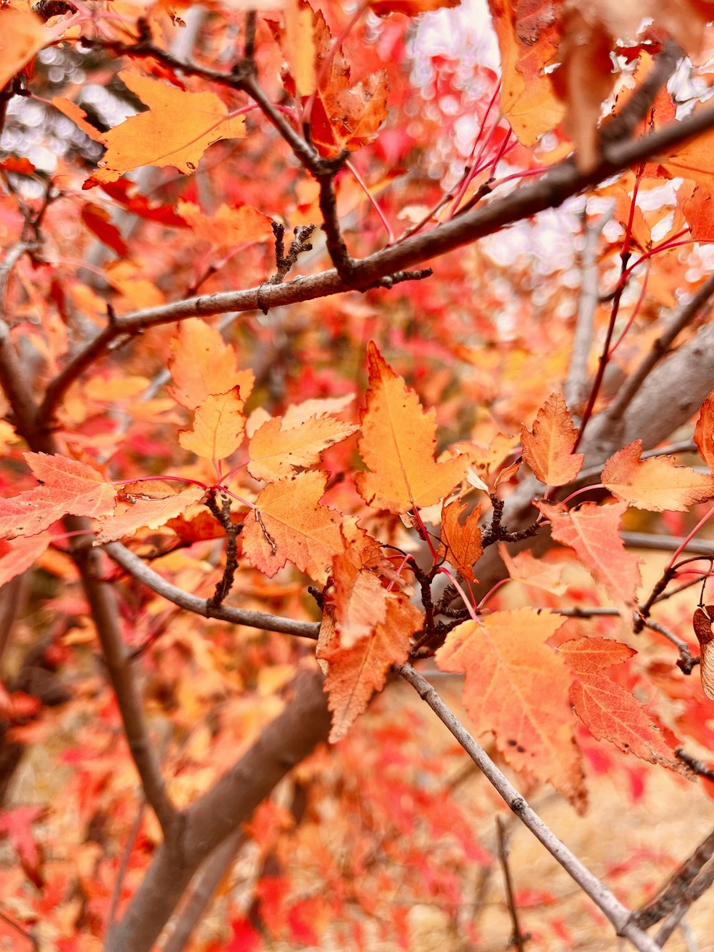 a close up of a tree with lots of leaves