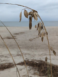 A close-up painting of wild grasses bending in the salty sea breeze beside a driftwood fence.