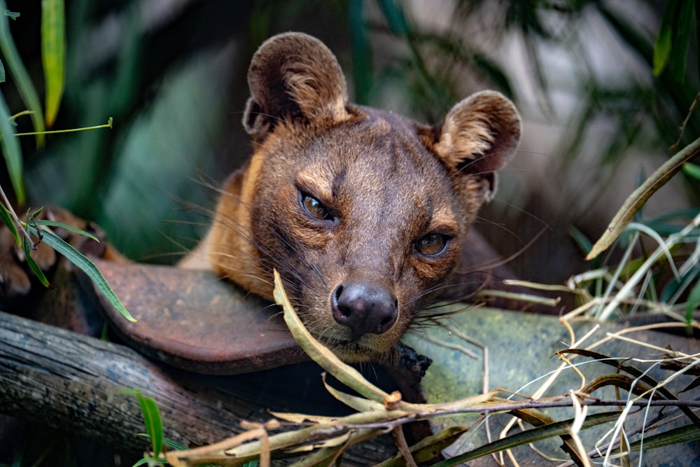 a close up of a small animal on a branch