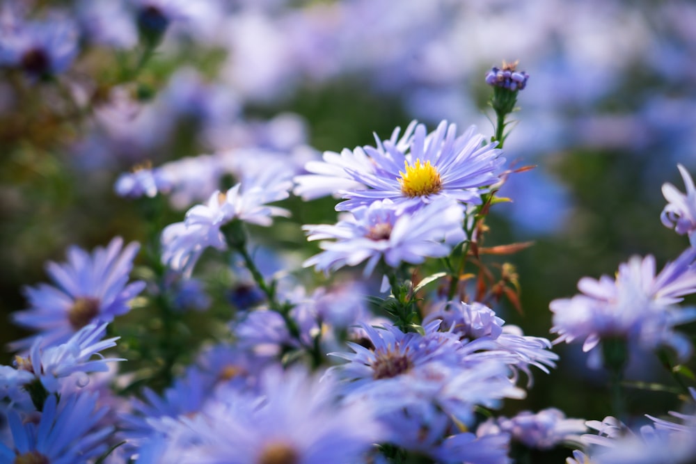 a field of blue flowers with a yellow center